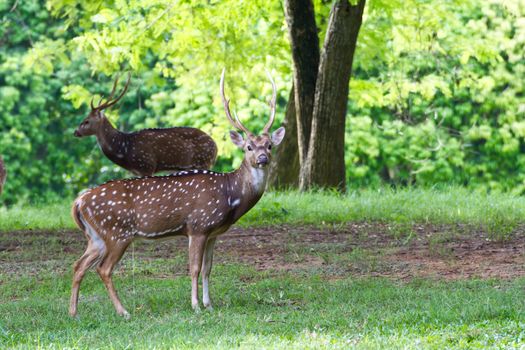 Male Spotted Deer in forest