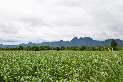 Corn farm in agribusiness area of thailand