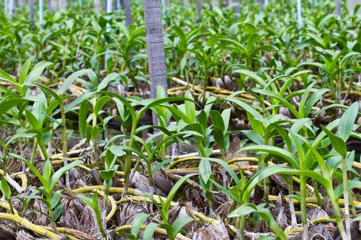 Orchid plant in the farm