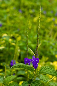 Purple flower in the garden