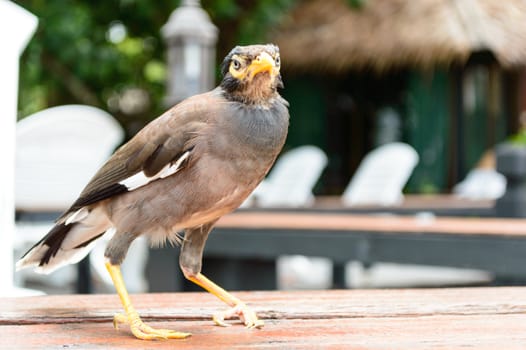 White-vented Myna it is a very beautiful bird.