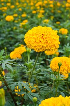 Marigold in the farm