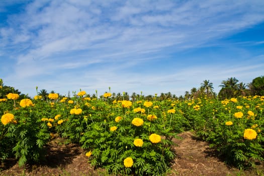 Marigold farm and blue sky in the business area of thailand
