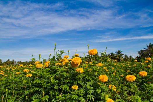 Marigold farm and blue sky in the business area of thailand