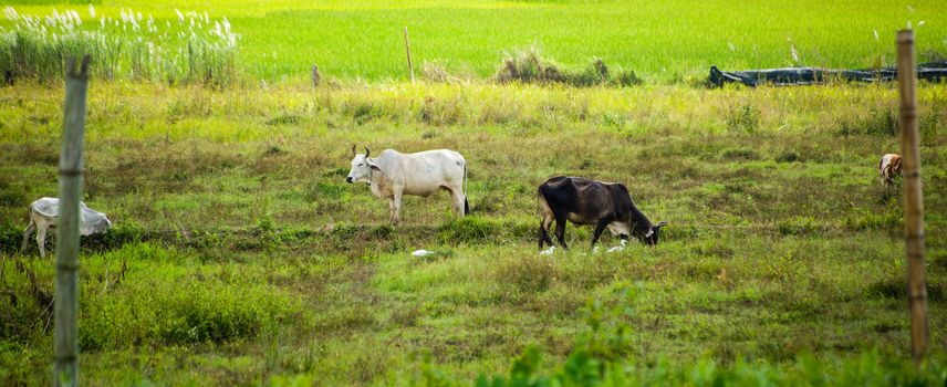 Thai cow in green field of countryside in thailand