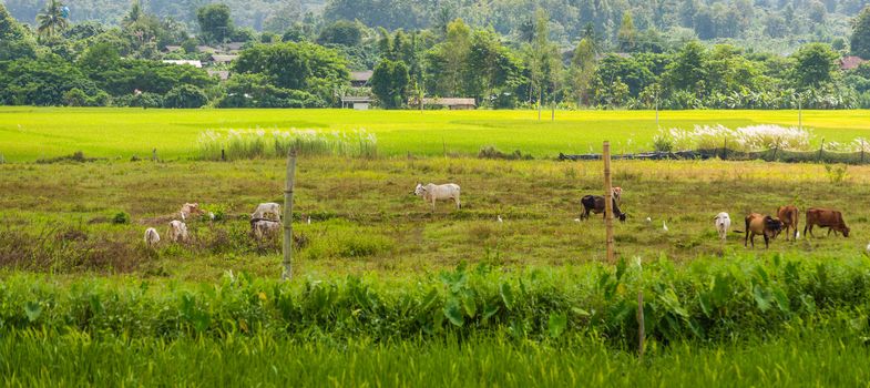 Thai cow in green field of countryside in thailand