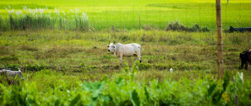 Thai cow in green field of countryside in thailand