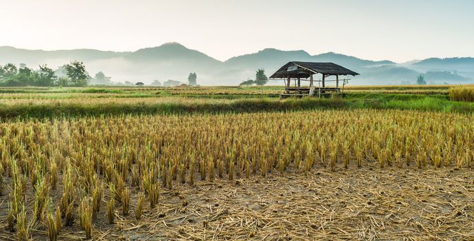 hut in rice field in morning time in thailand