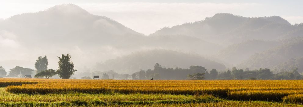 panorama of rice field in morning time in thailand