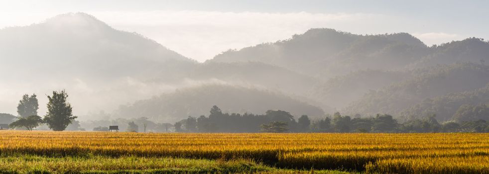 panorama of rice field in morning time in thailand