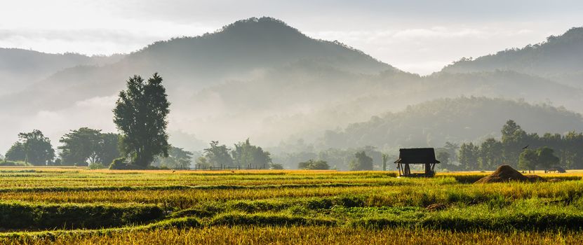 silhouette hut in rice field in morning time in thailand