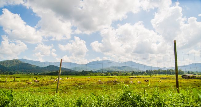 green field with blue sky and cloud in day light time