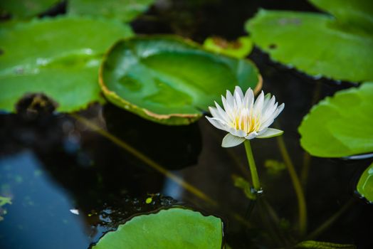 Pink lotus bloom on water in the pond