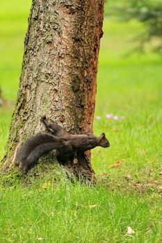 squirrel and tree