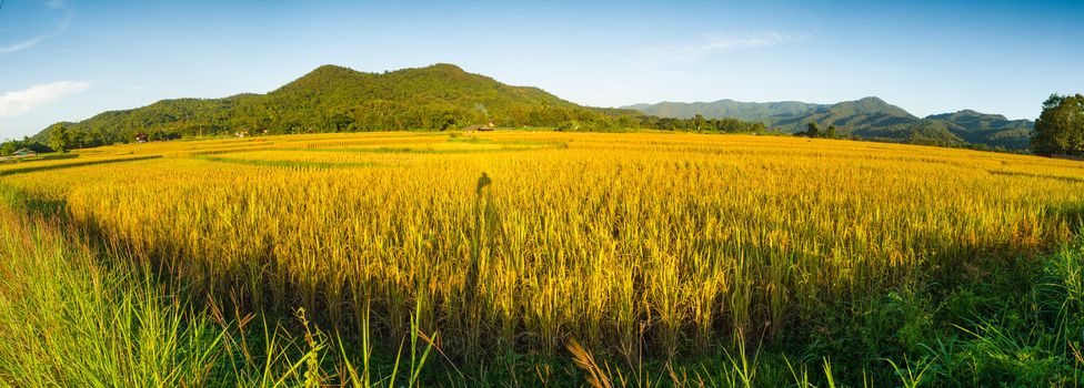 panorama of rice field in sunset time in thailand