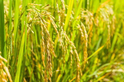 close up paddy rice in filed of thailand