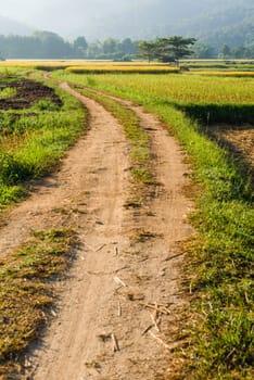 Dirt track road to rice field in thailand