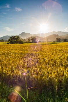 Sunset behind the mountains in the rice field with lens flare effect