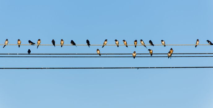 too many swallows on a wire with blue sky