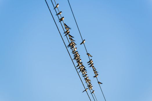 too many swallows on a wire with blue sky