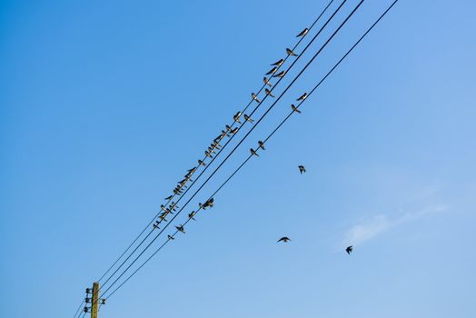 too many swallows on a wire with blue sky