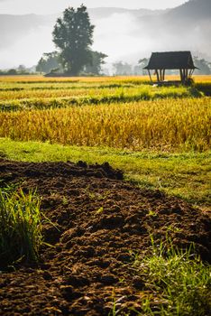 silhouette hut in rice field in morning time in thailand