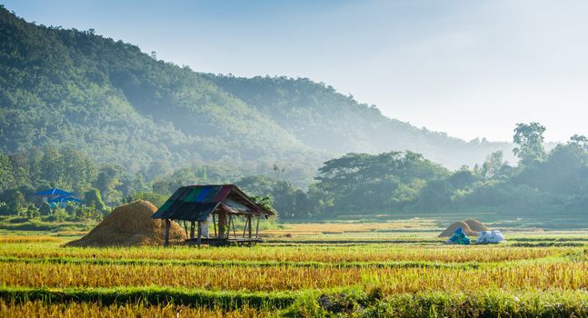 hut in rice field in morning time in thailand