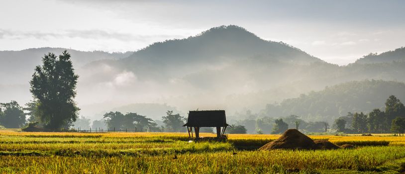 silhouette hut in rice field in morning time in thailand
