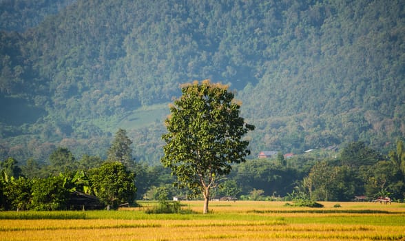 Tree in green rice field and mountain background