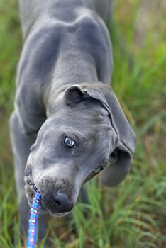 The puppy of a great dane pulling a cord