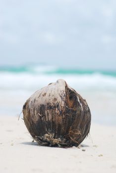 Coconut on the tropical beach