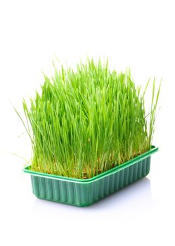 Green grass in flowerpot isolated on white background