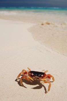 Crab on a caribbean beach in Dominican Republic