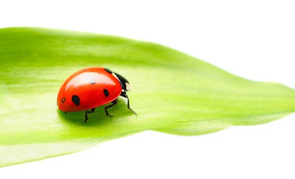 Ladybug on a leaf over white