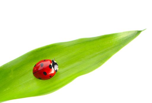 Ladybug on a leaf over white