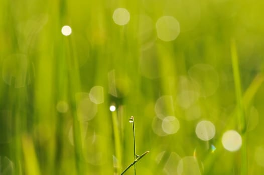 Morning grass with dew drops