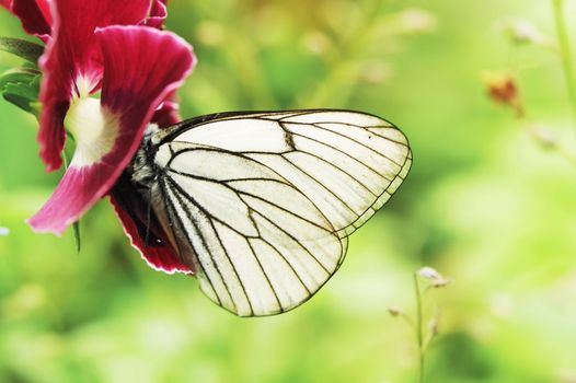 Butterfly on a flower