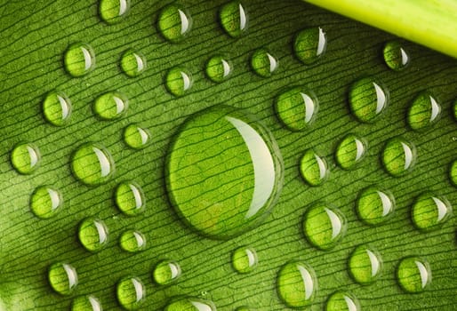 Beautiful water drops on a leaf close-up