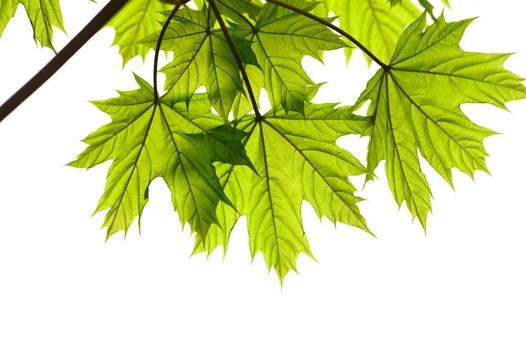 Maple leaves background in sunlight