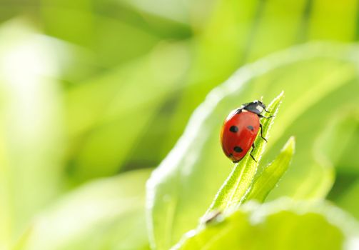 Ladybug on a grass with shallow DOF