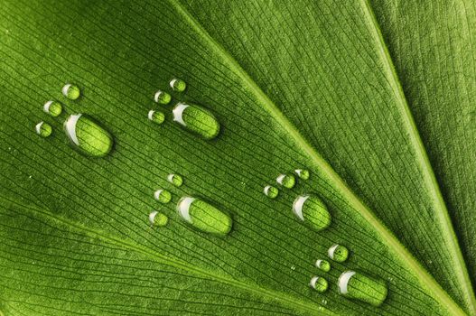 Beautiful water footprint drops on a leaf close-up