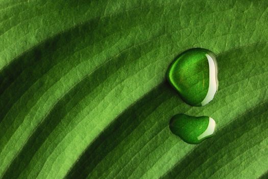 Beautiful water drop on a leaf close-up