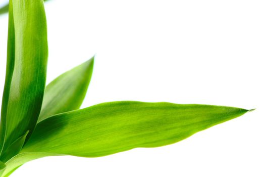Leaf isolated on white background