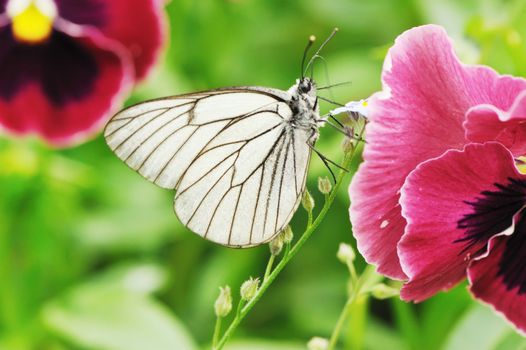 Butterfly on a flower