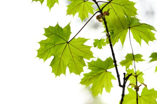 Maple leaves background in sunlight