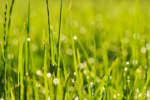 Morning grass with dew drops
