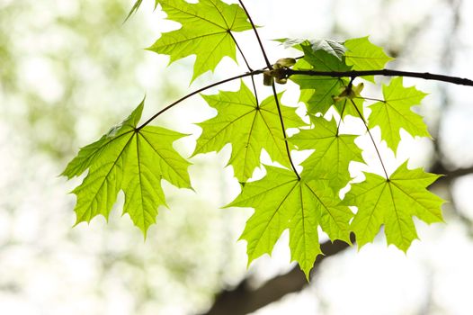 Maple leaves background in sunlight