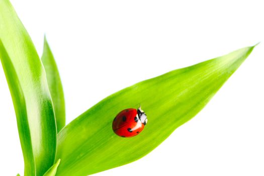 Ladybug on a leaf over white