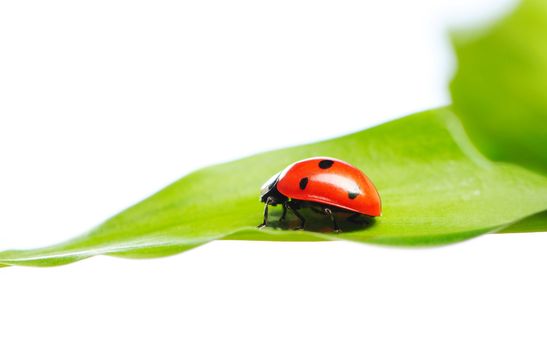 Ladybug on a leaf over white