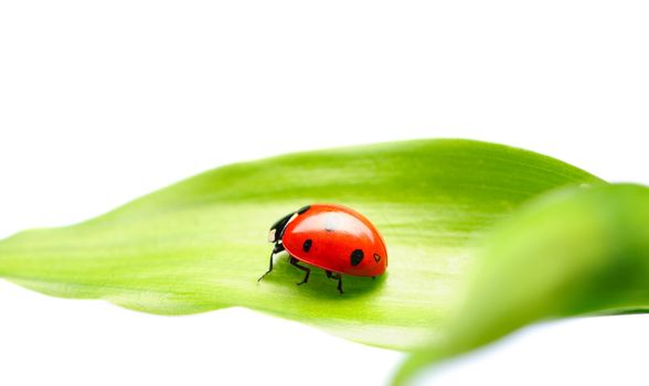 Ladybug on a leaf over white